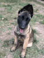 Nala, a female Belgian Malinois and German Shepherd Dog for sale in High Point, NC – 1 of 2