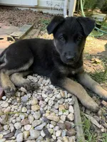 Maya, a female Belgian Malinois and German Shepherd Dog for sale in High Point, NC – 1 of 1