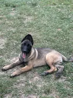 Nala, a female Belgian Malinois and German Shepherd Dog for sale in High Point, NC – 2 of 2