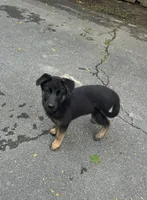 Maya, a female Belgian Malinois and German Shepherd Dog for sale in High Point, NC – 3 of 3