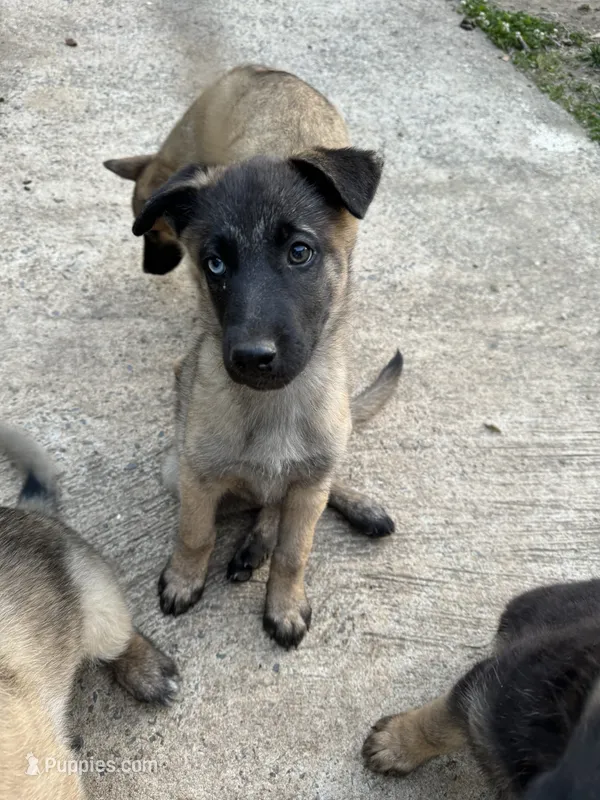 Unnamed , a male Belgian Malinois and German Shepherd Dog for sale in High Point, NC – 1 of 1