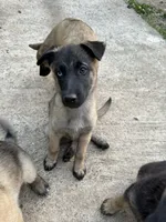 Unnamed , a male Belgian Malinois and German Shepherd Dog for sale in High Point, NC – 1 of 1