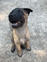 Rio, a male Belgian Malinois and German Shepherd Dog for sale in High Point, NC – 2 of 3