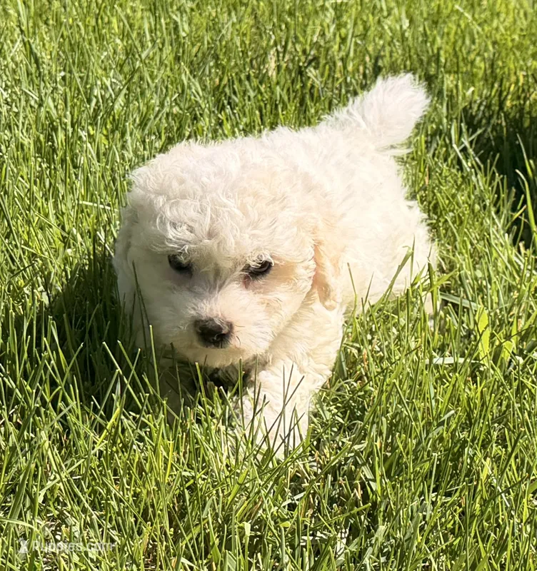 Gulch – Bichpoo, Poochon puppy for sale in Ontario, OR