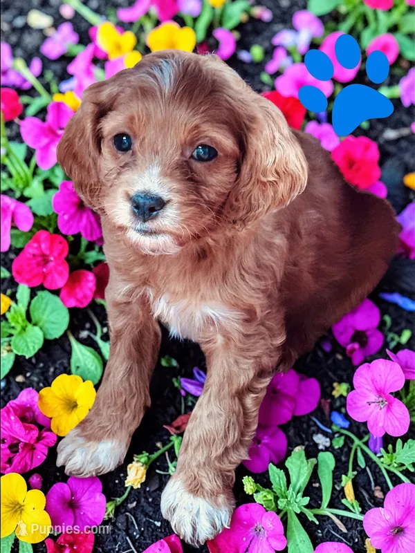 PennyS26-5 – Cavapoo puppy for sale in Ontario, OR