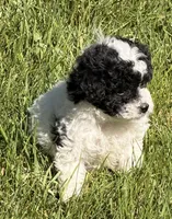 Elmie, a female Miniature Aussiedoodle for sale in Ontario, OR – 4 of 5