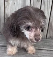 Ava, a female Poodle - Toy  for sale in Ontario, OR – Photo 2 of 7