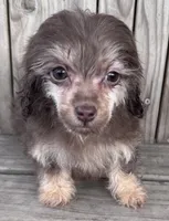 Ava, a female Poodle - Toy  for sale in Ontario, OR – Photo 1 of 7