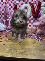 Ava, a female Poodle - Toy  for sale in Ontario, OR – Photo 7 of 7