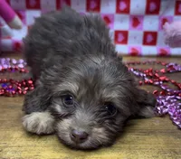 Ava, a female Poodle - Toy  for sale in Ontario, OR – Photo 3 of 7
