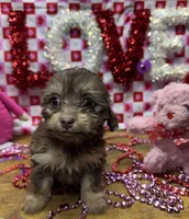 Ava, a female Poodle - Toy  for sale in Ontario, OR – Photo 6 of 7