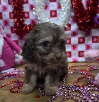 Ava, a female Poodle - Toy  for sale in Ontario, OR – Photo 5 of 7