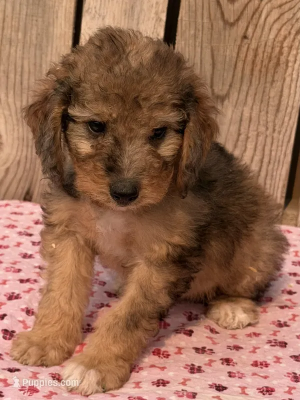 Brinley – Miniature Australian Shepherd, Miniature Bernedoodle puppy for sale in Ontario, OR