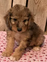 Brinley, a female Miniature Australian Shepherd and Miniature Bernedoodle for sale in Ontario, OR – 1 of 1