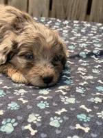 Tiki, a female Poodle - Toy  and Miniature Aussiedoodle for sale in Ontario, OR – 3 of 4
