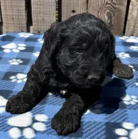 Cove, a male Goldendoodle for sale in Ontario, OR – 4 of 4