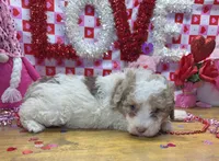 Juniper, a female Poodle - Miniature  for sale in Ontario, OR – Photo 6 of 6