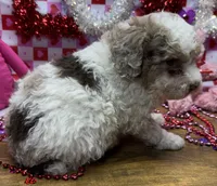 Juniper, a female Poodle - Miniature  for sale in Ontario, OR – Photo 2 of 6
