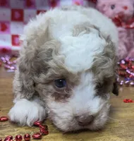 Juniper, a female Poodle - Miniature  for sale in Ontario, OR – Photo 4 of 6