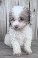 Juniper, a female Poodle - Miniature  for sale in Ontario, OR – Photo 1 of 6