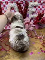 Juniper, a female Poodle - Miniature  for sale in Ontario, OR – Photo 5 of 6