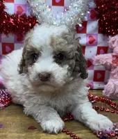 Juniper, a female Poodle - Miniature  for sale in Ontario, OR – Photo 3 of 6