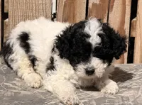 Elmie, a female Miniature Aussiedoodle for sale in Ontario, OR – 3 of 5