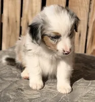Blue, a male Miniature Australian Shepherd and Miniature American Shepherd for sale in Ontario, OR – 4 of 5