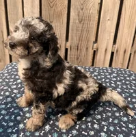 Huckleberry , a male Miniature Australian Shepherd and Miniature Bernedoodle for sale in Ontario, OR – 3 of 5