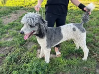 Dandy, a male Poodle - Standard  for sale in Ontario, OR – Photo 6 of 6