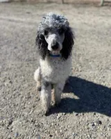 Dandy, a male Poodle - Standard  for sale in Ontario, OR – Photo 2 of 6