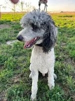Dandy, a male Poodle - Standard  for sale in Ontario, OR – Photo 4 of 6