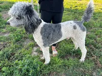 Dandy, a male Poodle - Standard  for sale in Ontario, OR – Photo 5 of 6
