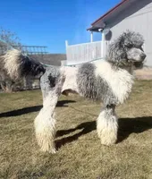 Dandy, a male Poodle - Standard  for sale in Ontario, OR – Photo 1 of 6