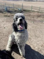 Dandy, a male Poodle - Standard  for sale in Ontario, OR – Photo 3 of 6