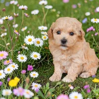 Ridge, a male Bichpoo and Poochon for sale in Ontario, OR – 1 of 1