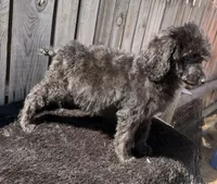 Tulip F Black, a female Poodle - Standard  for sale in Ontario, OR – 4 of 4