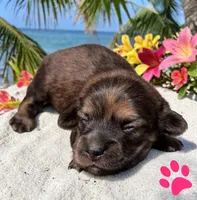 Nettie, a female Miniature Dachshund for sale in Ontario, OR – 1 of 1