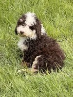 Brownie, a male Sheepadoodle for sale in Ontario, OR – 2 of 3