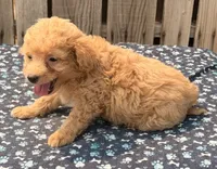 Maui, a male Poodle - Toy  and Miniature Aussiedoodle for sale in Ontario, OR – 4 of 7