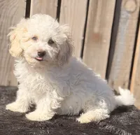 Sparky, a male Maltipoo for sale in Ontario, OR – 3 of 4