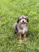 Ranger, a male Cavapoo and Miniature Australian Shepherd for sale in Ontario, OR – 3 of 3