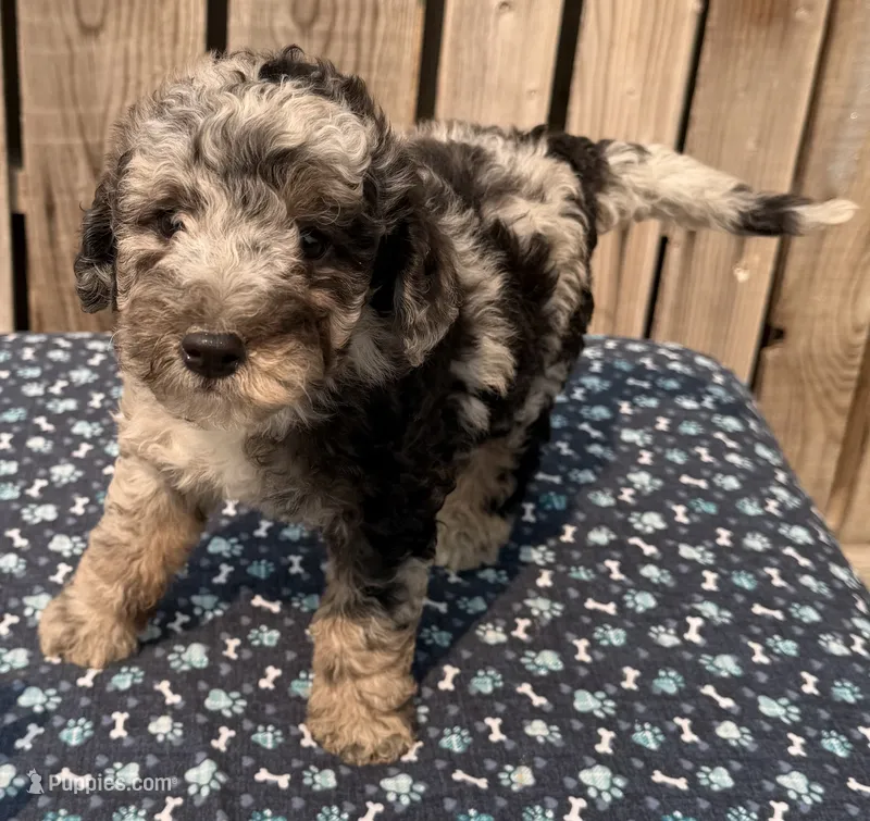Huckleberry  – Miniature Australian Shepherd, Miniature Bernedoodle puppy for sale in Ontario, OR