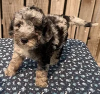 Huckleberry , a male Miniature Australian Shepherd and Miniature Bernedoodle for sale in Ontario, OR – 1 of 5