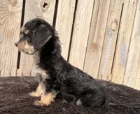 LuLu, a female Doxiepoo and Yorkipoo for sale in Ontario, OR – 2 of 3