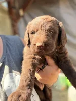 Abby, a male Australian Shepherd and Labrador Retriever for sale in Ontario, OR – 4 of 5