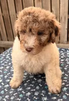 Baldy (Moyen). AKC , a male Poodle - Miniature  and Poodle - Standard  for sale in Ontario, OR – 2 of 4