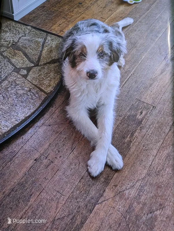 Linc, a male Aussiedoodle for sale in Ontario, OR – Photo 1 of 3