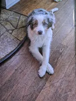 Linc, a male Aussiedoodle for sale in Ontario, OR – Photo 1 of 3