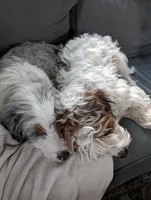 Linc, a male Aussiedoodle for sale in Ontario, OR – Photo 3 of 3